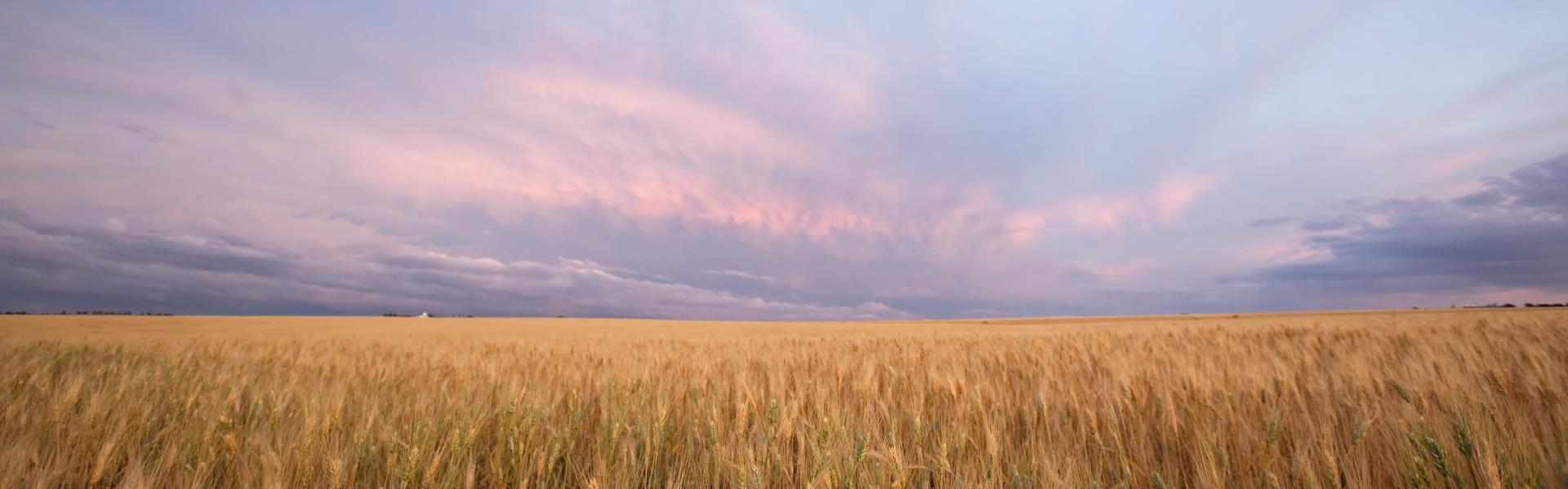 Wheat fields
